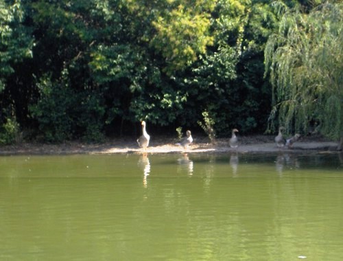 foto dello stango con le oche